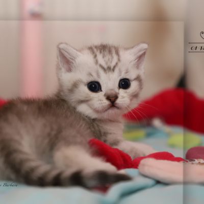 Sherlock Of British Archanges