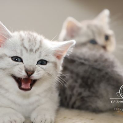 Sherlock Of British Archanges