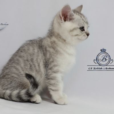 Sherlock Of British Archanges