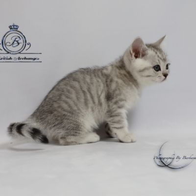 Sherlock Of British Archanges