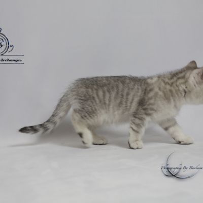 Sherlock Of British Archanges