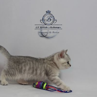 Sherlock Of British Archanges