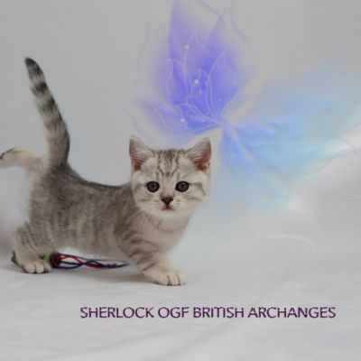 Sherlock Of British Archanges