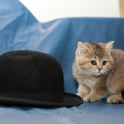 Sibelle Of British Archanges