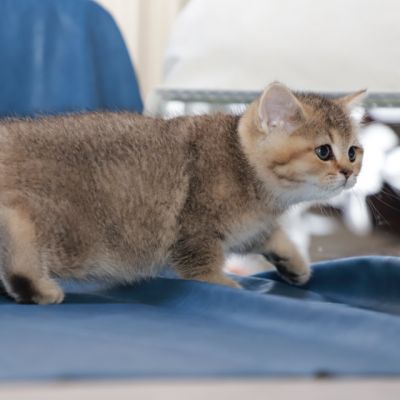 Sibelle Of British Archanges