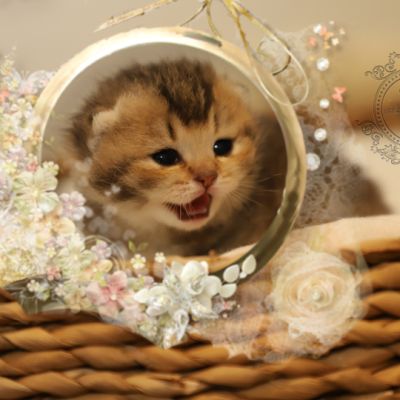 S........ Of British Archanges