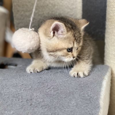 Sibelle Of British Archanges