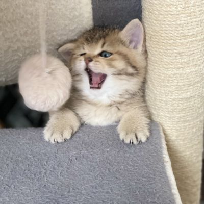 Sibelle Of British Archanges