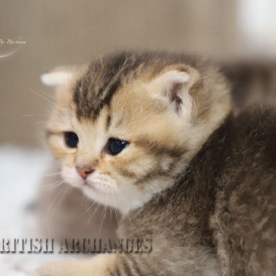 S........ Of British Archanges