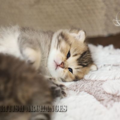 S........ Of British Archanges