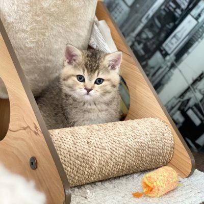 Sibelle Of British Archanges