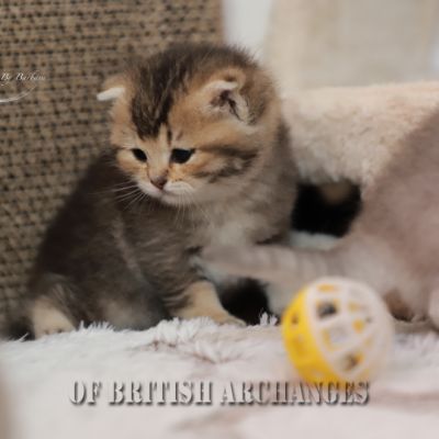 S........ Of British Archanges