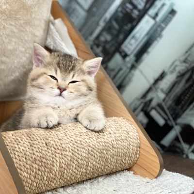 Sibelle Of British Archanges