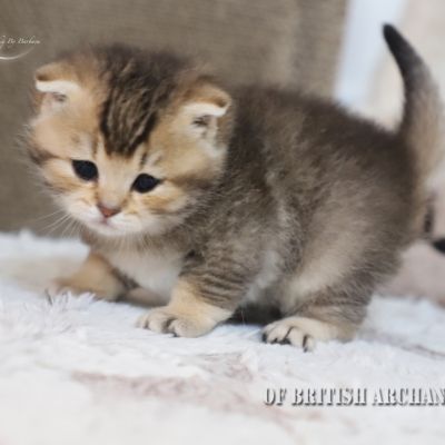 S........ Of British Archanges