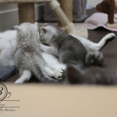 Nos Scottish Straight Chat de race LOOF