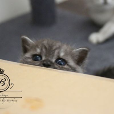 Nos Scottish Straight Chat de race LOOF