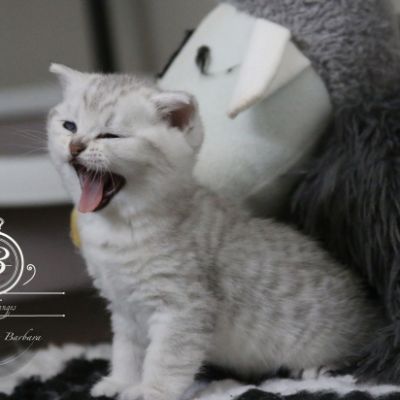 Nos Scottish Straight Chat de race LOOF