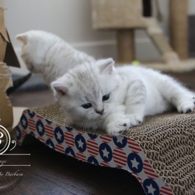 Nos Scottish Straight Chat de race LOOF