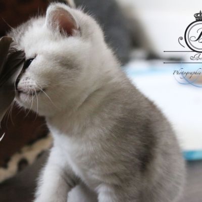 Nos Scottish Straight Chat de race LOOF