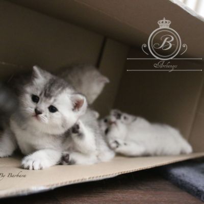 Nos Scottish Straight Chat de race LOOF