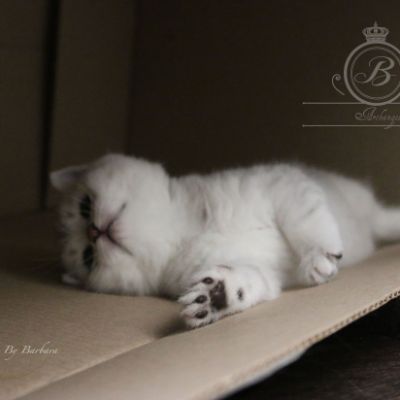 Nos Scottish Straight Chat de race LOOF