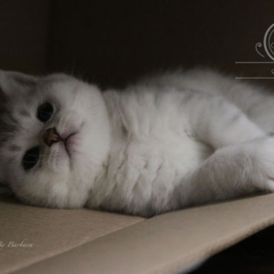 Nos Scottish Straight Chat de race LOOF