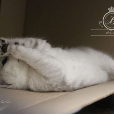 Nos Scottish Straight Chat de race LOOF