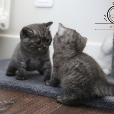 Nos Scottish Straight Chat de race LOOF