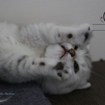 Nos Scottish Straight Chat de race LOOF