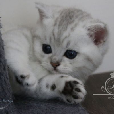 Nos Scottish Straight Chat de race LOOF