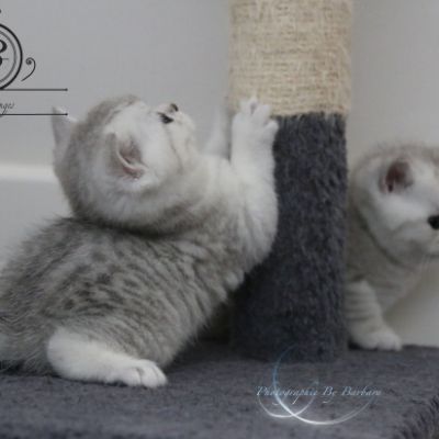 Nos Scottish Straight Chat de race LOOF