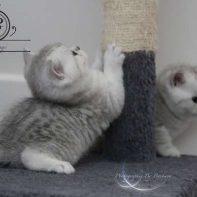 Nos Scottish Straight Chat de race LOOF