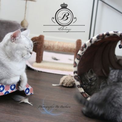 Nos Scottish Straight Chat de race LOOF