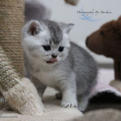 Nos Scottish Straight Chat de race LOOF