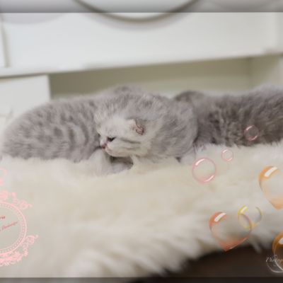 Nos archanges nées le 12 mai 2022