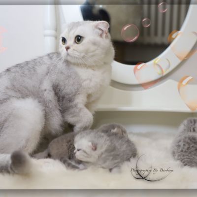 Nos archanges nées le 12 mai 2022