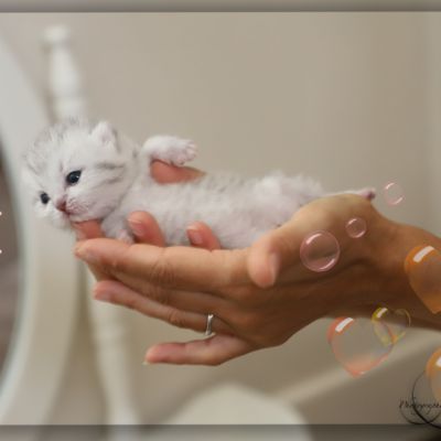 Nos archanges nées le 12 mai 2022