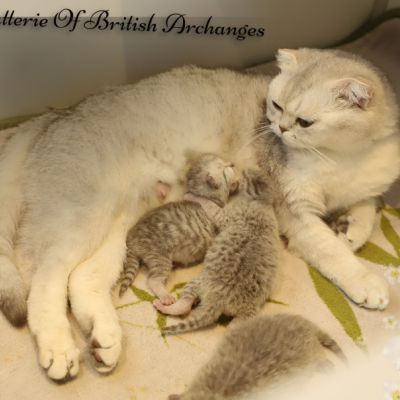 Nos archanges nées le 12 mai 2022