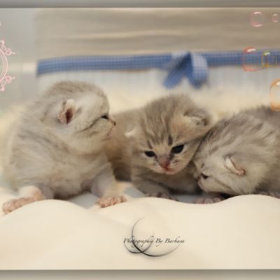 Nos archanges nées le 12 mai 2022