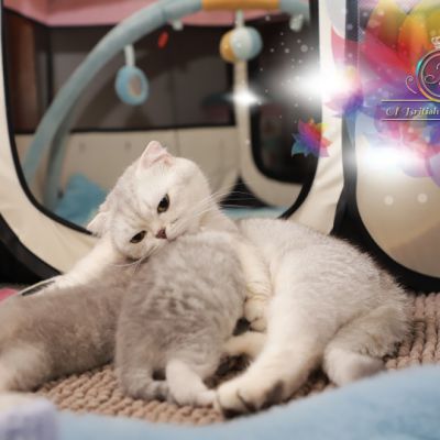 Nos archanges nées le 12 mai 2022