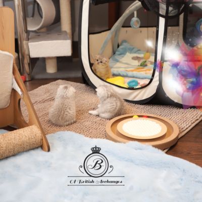 Nos archanges nées le 12 mai 2022