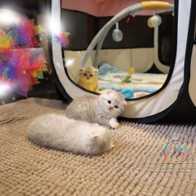 Nos archanges nées le 12 mai 2022