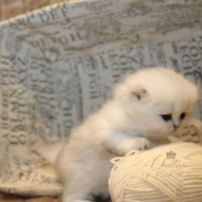 Ringo Of British Archanges