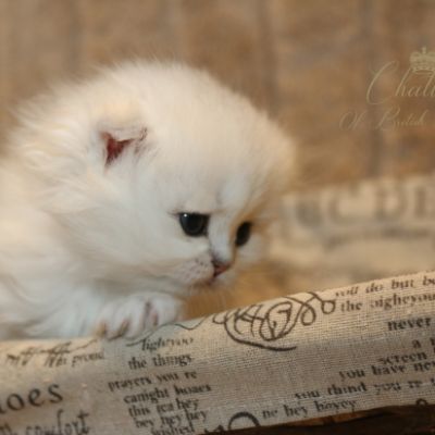 Ringo Of British Archanges