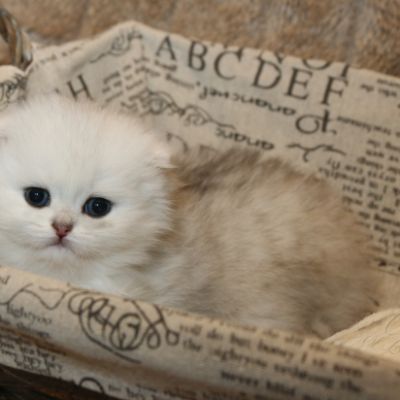 Ringo Of British Archanges