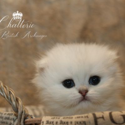 Ringo Of British Archanges