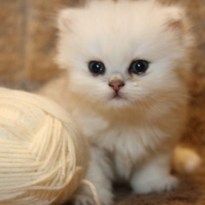 Ringo Of British Archanges