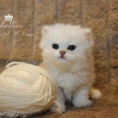 Ringo Of British Archanges