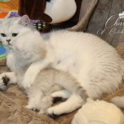 Ringo Of British Archanges