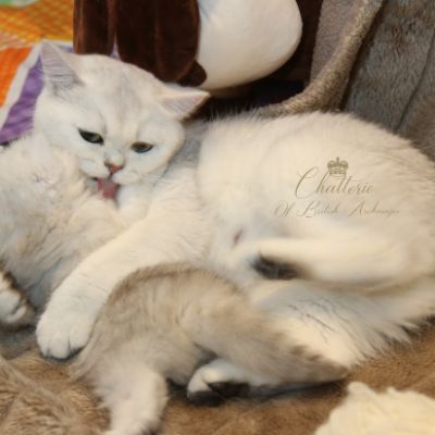 Ringo Of British Archanges